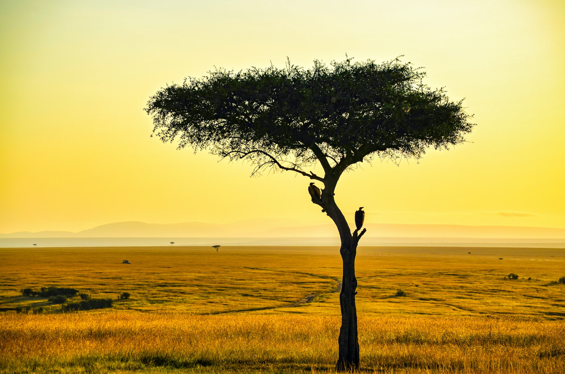 Combiné du Mara au Serengeti